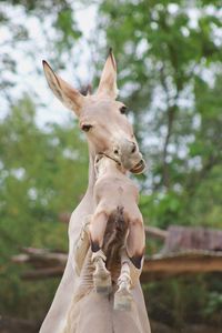 Low angle view of a horse