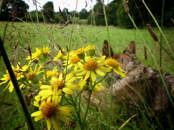 Close-up of yellow flowers blooming on field