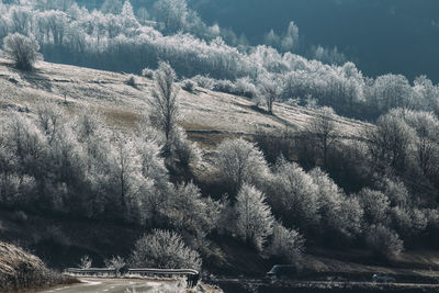 Trees on landscape