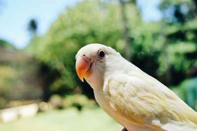 Close-up of a bird