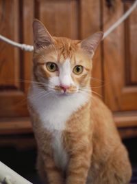 Portrait of ginger cat at home