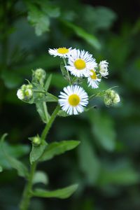 Close-up of yellow flowers blooming outdoors