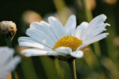 Close-up of white flowering plant
