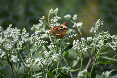 Close-up of butterfly pollinating on flower