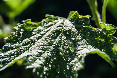 Close-up of wet plant