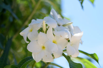 Close-up of white cherry blossoms