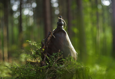 Bird in forest