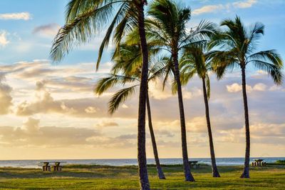 Palm trees on beach against sky