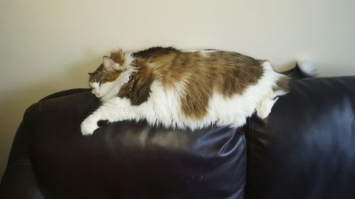 Cat sleeping on black sofa