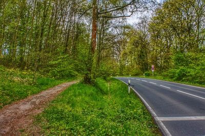 Road amidst trees