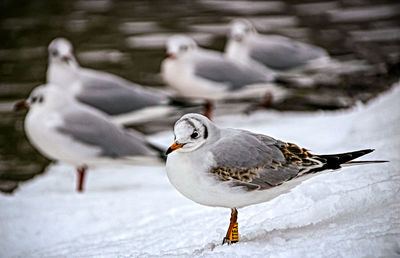 Close-up of seagull perching on snow