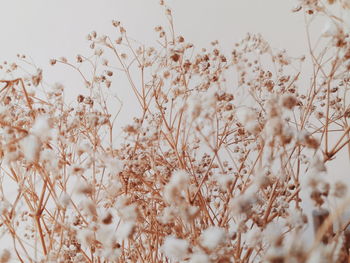 Close-up of white flowering plants on field against sky