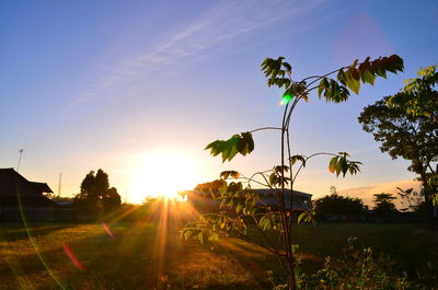 Plants growing on field against sky during sunset