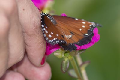 Close-up of butterfly on pink flower