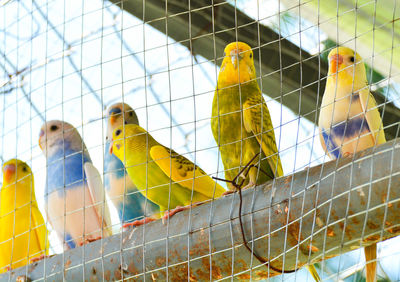 View of parrot in cage