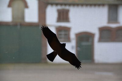 Close-up of bird pattern on window