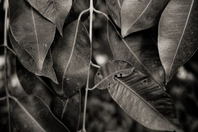 Close-up of raindrops on dry leaves