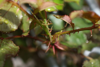 Close-up of fresh green plant