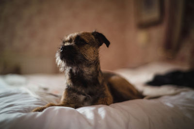 Border terrier puppy on a bed