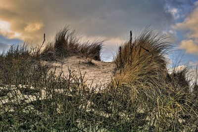 Low angle view of dry plants on field against sky