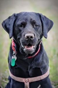 Portrait of a black labrador called domino.