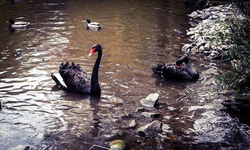 High angle view of swans swimming in lake