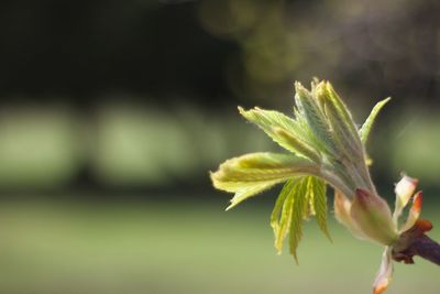 Close-up of flower bud