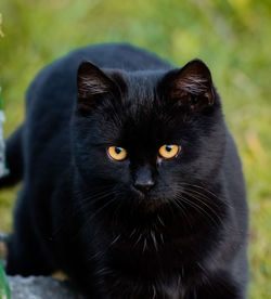 Close-up portrait of black cat