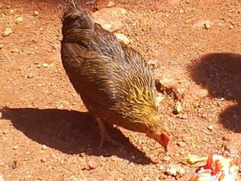 Close-up of starfish on sand at beach