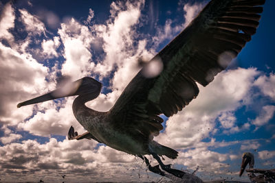 Low angle view of pelican flying against sky