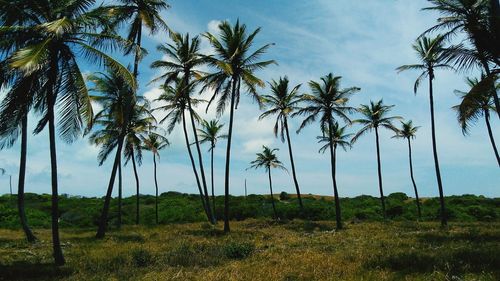 Palm trees on field against sky