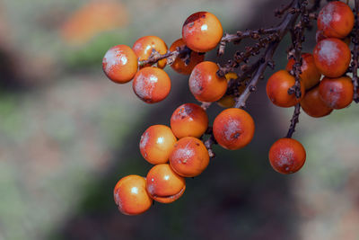 Close-up of tomatoes growing on tree