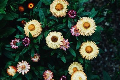 Close-up of white daisy flowers