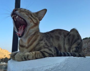 Close-up of cat yawning against clear sky