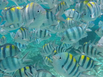 Close-up of fish swimming in sea