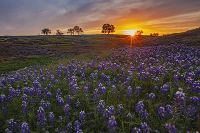 Spring flowers at north table mountain, california, usa