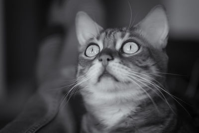 Close-up portrait of a cat