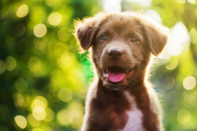 Close-up portrait of dog outdoors