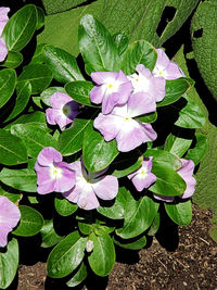 Close-up of pink flowers