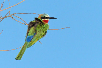 Low angle view of bird perching on branch against blue sky