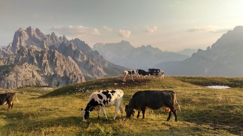 Cattle grazing on field against sky