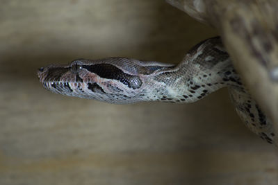 Close-up of lizard