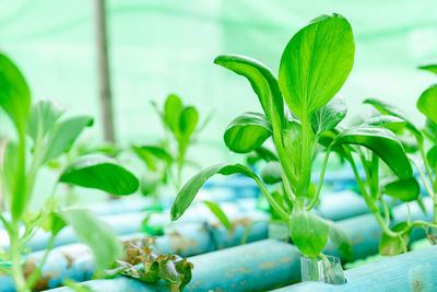 Close-up of potted plant