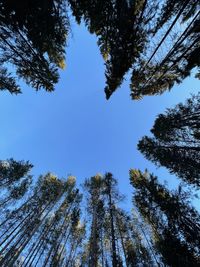 Low angle view of trees against sky