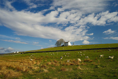 View of a horse grazing in field