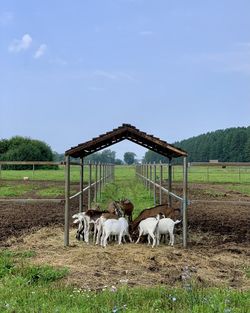 View of cows on field against sky