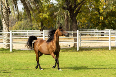 Horse standing in ranch