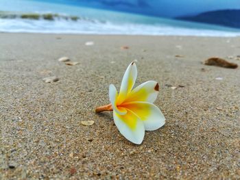 Close-up of frangipani on beach