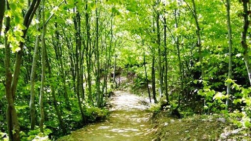 the way forward, tree, forest, tranquility, diminishing perspective, growth, nature, tranquil scene, green color, narrow, vanishing point, beauty in nature, dirt road, scenics, footpath, plant, pathway, lush foliage, day, outdoors