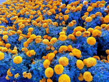 Full frame shot of yellow flowers